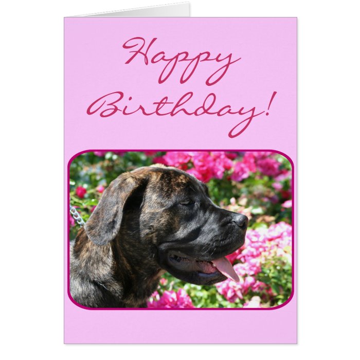 Happy birthday Mastiff Puppy greeting card