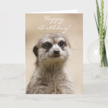 Happy Birthday Meerkat Card by pdphoto at Zazzle