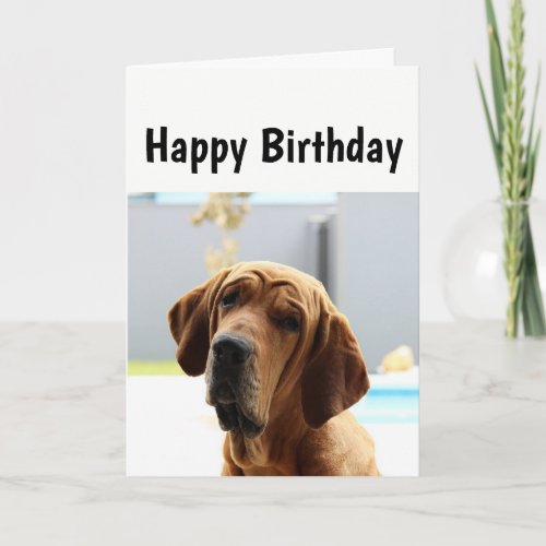 Happy Birthday Middle Age Over the Hill Humor Dog Card