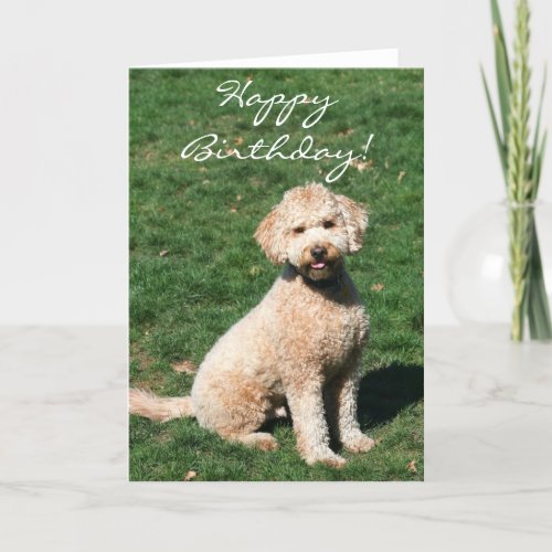 Happy Birthday Mini Goldendoodle greeting card