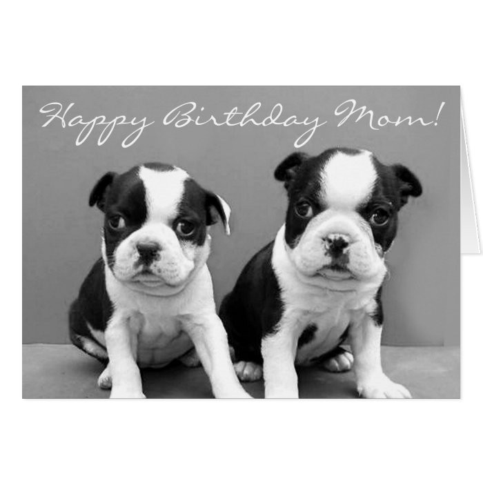 Happy Birthday Mom Boston Terrier Puppies card