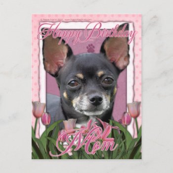 Happy Birthday Mom - Chihuahua - Isabella Postcard by FrankzPawPrintz at Zazzle