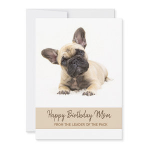 Happy Birthday Mom French Bulldog Photo Holiday Card