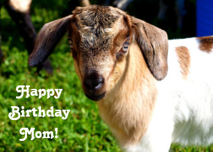 funny goat cards zazzle