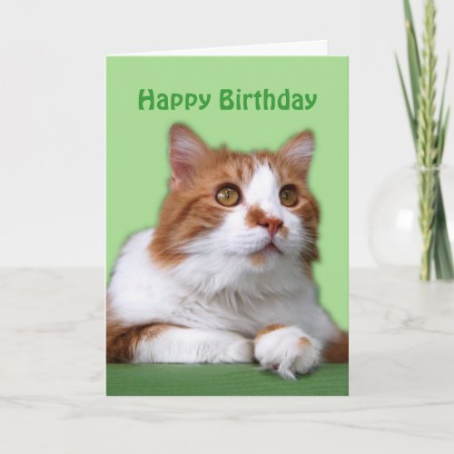 Happy Birthday Orange and White Thoughtful Cat Card