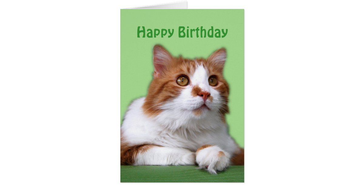 Happy Birthday Orange and White Thoughtful Cat Card | Zazzle.com