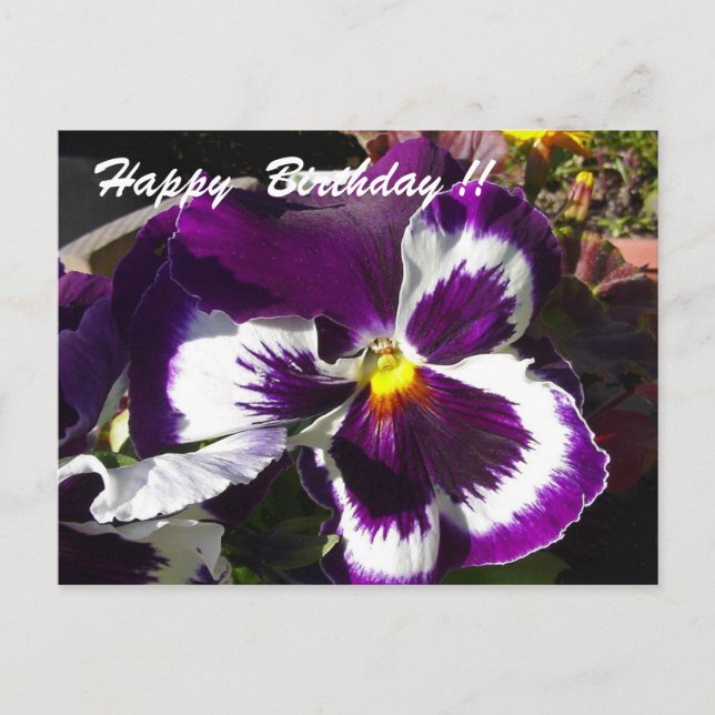 Happy Birthday Pansy Postcard (Front)