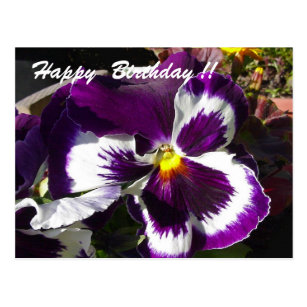 Pansy Birthday Cards | Zazzle