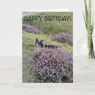 Happy Birthday 'Peep Bo' Collie birthday card