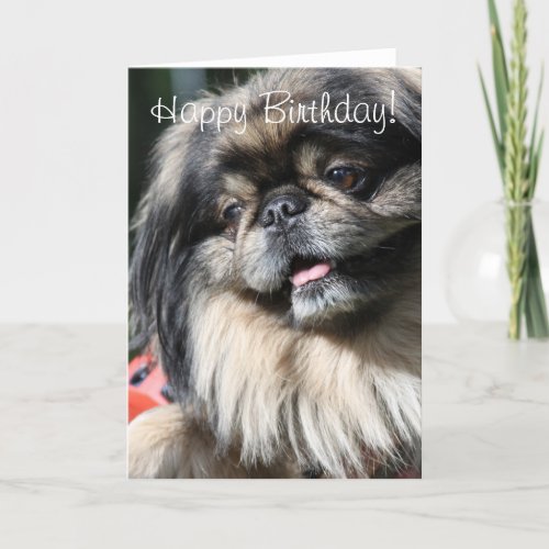 Happy Birthday Pekingese dog greeting card