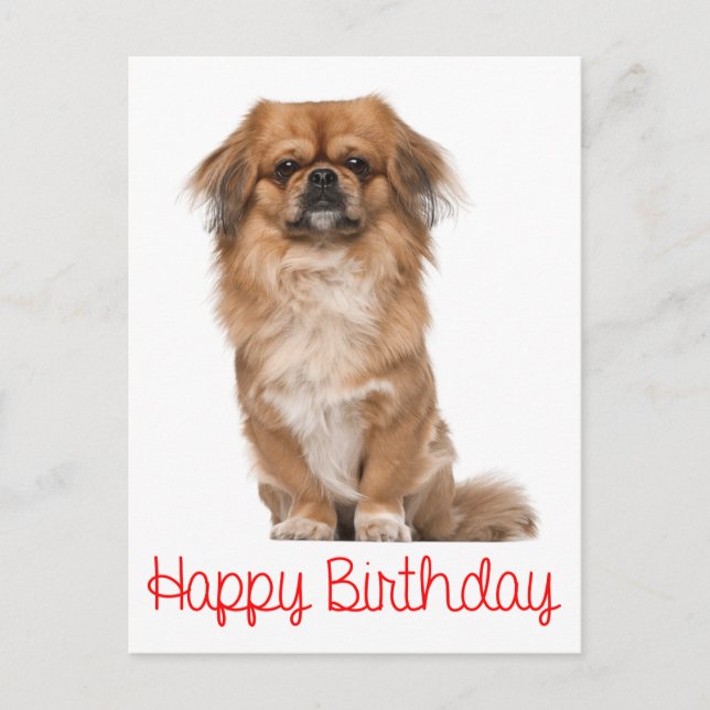 Happy Birthday Pekingese Puppy Dog Postcard (Front)