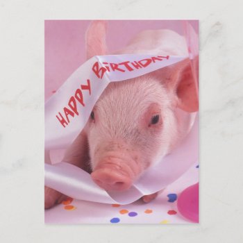 Happy Birthday Pig Postcard by patrickhoenderkamp at Zazzle