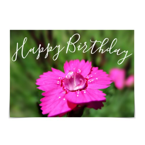 Happy Birthday Pink Dianthus Raindrop Card