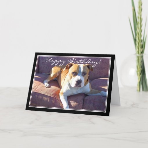 Happy Birthday Pitbull Dog card | Zazzle