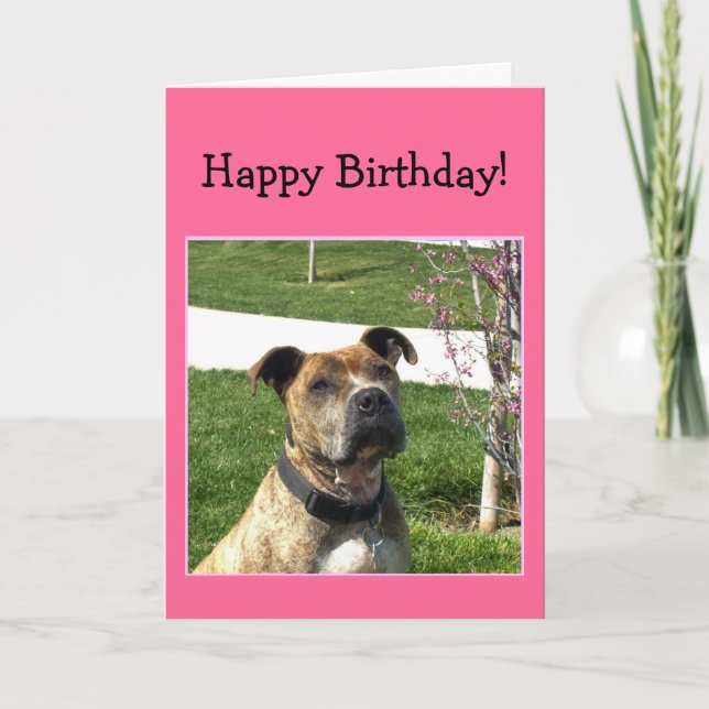 Happy  Birthday Pitbull greeting card (Front)