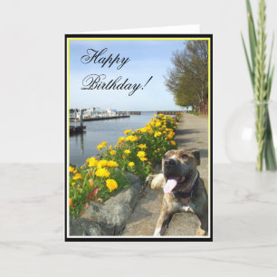 Happy Birthday Pitbull greeting card