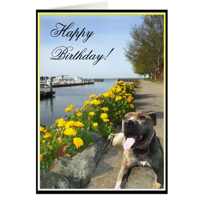 Happy Birthday Pitbull greeting card