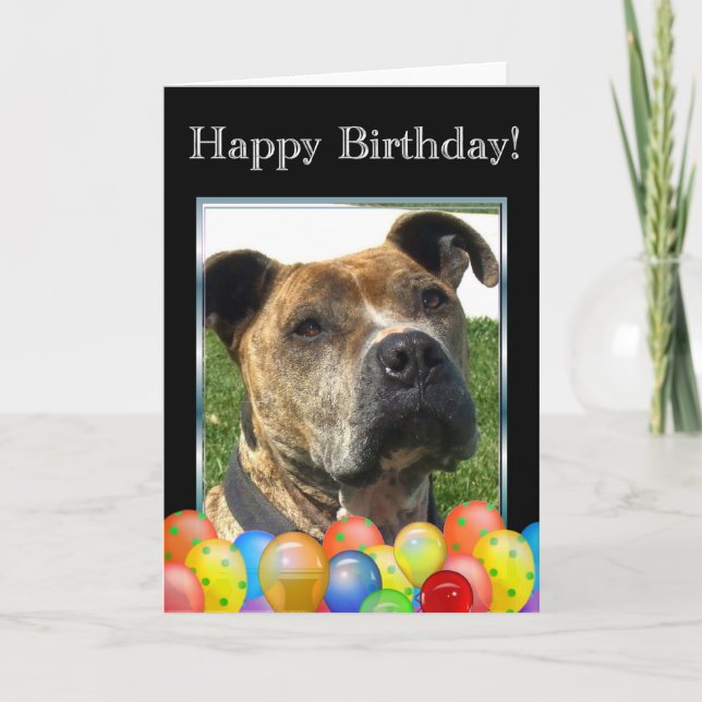 Happy  Birthday Pitbull greeting card (Front)