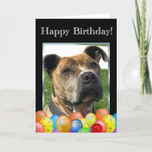 Happy Birthday Pitbull greeting card