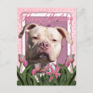 Happy Birthday - Pitbull - Jersey Girl Postcard