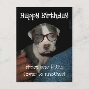 Happy Birthday Pittie Postcard