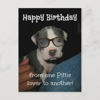 Happy Birthday Pittie Postcard