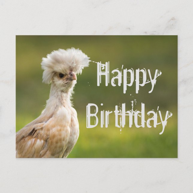 Happy BIrthday Polish Chicken Postcard (Front)