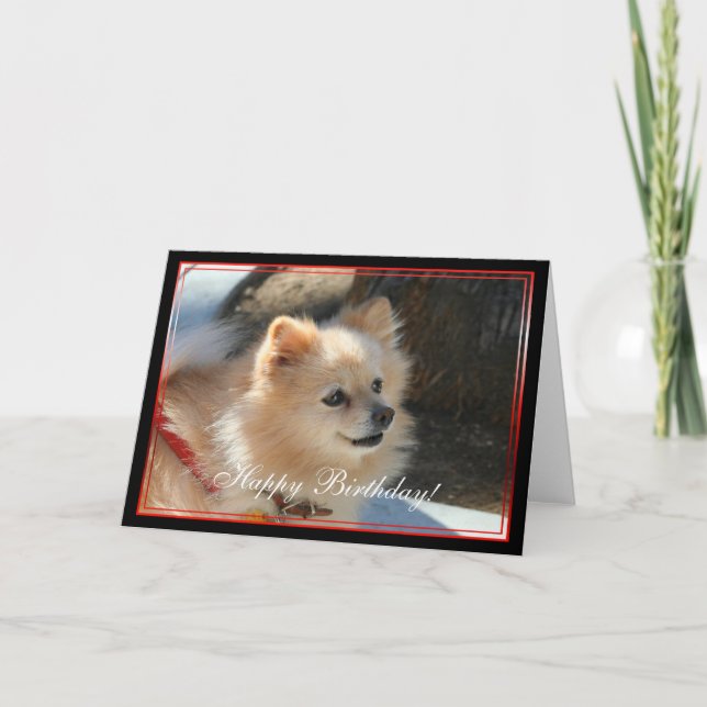 Happy Birthday Pomeranian greeting card (Front)