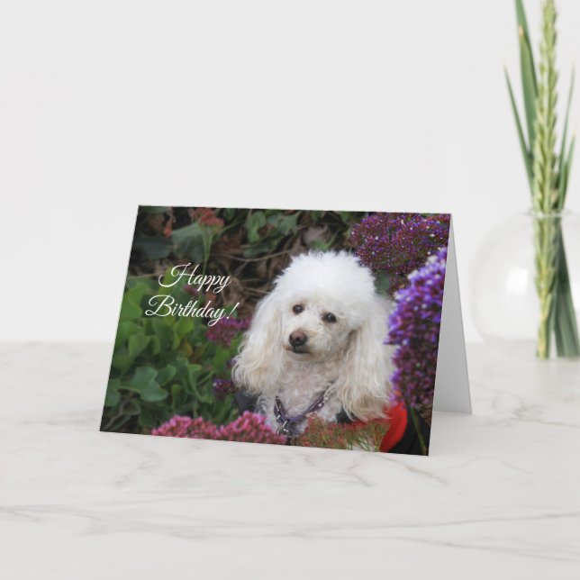 Happy Birthday Poodle dog card (Front)