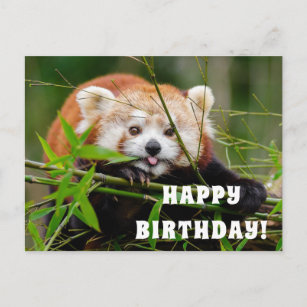 birthday red panda