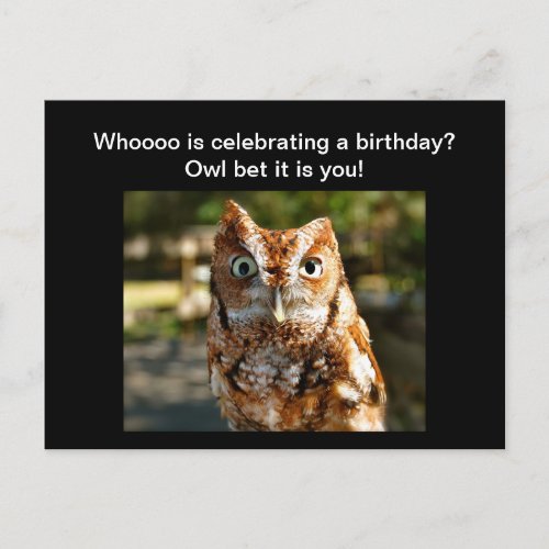 Happy Birthday Postcard Eastern Screech Owl