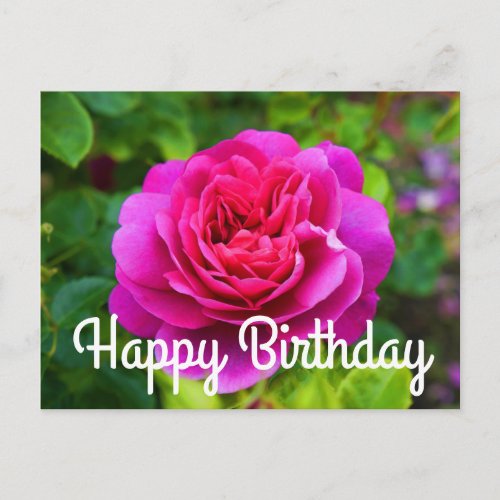 Happy Birthday Princess Anne Rose 1 Postcard