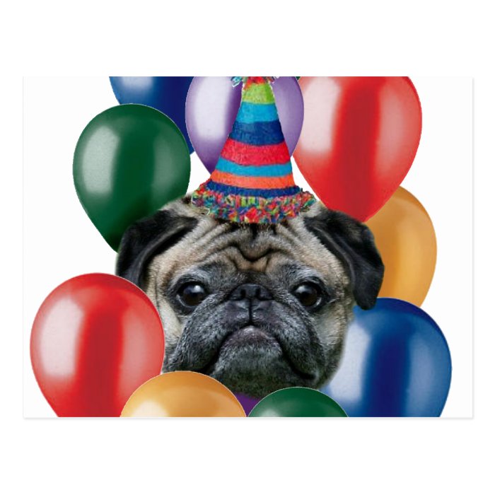 Happy birthday Pug dog Post Card