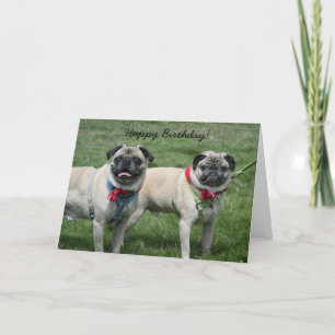 Happy Birthday Pug Greeting Card