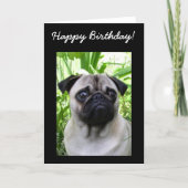 Happy Birthday Pug greeting card | Zazzle