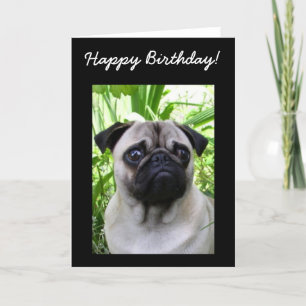 Happy Birthday Pug greeting card