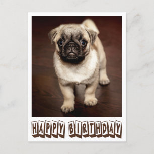 Happy Birthday Pug Puppy Dog Brown Postcard
