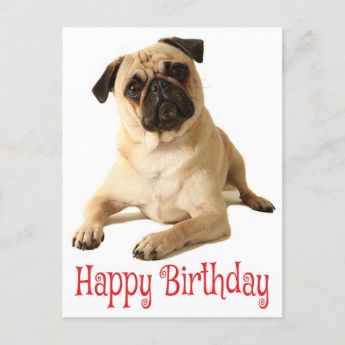 Happy Birthday Pug Puppy Dog Postcard