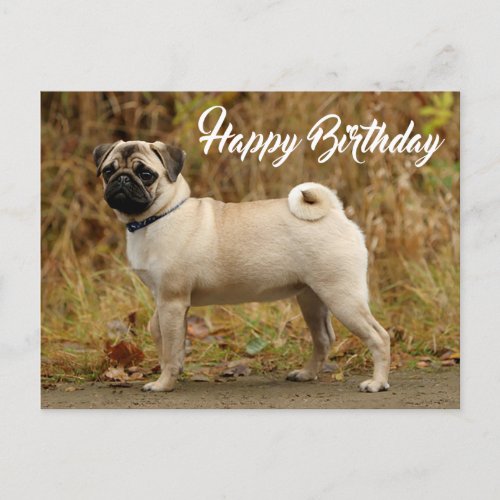 Happy Birthday Pug Puppy Dog Postcard