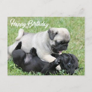 Happy Birthday Pug Puppy Dog Postcard