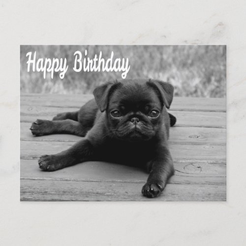 Happy Birthday Pug Puppy Dog Postcard