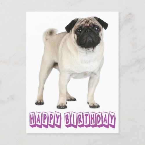 Happy Birthday Pug Puppy Dog Purple Postcard