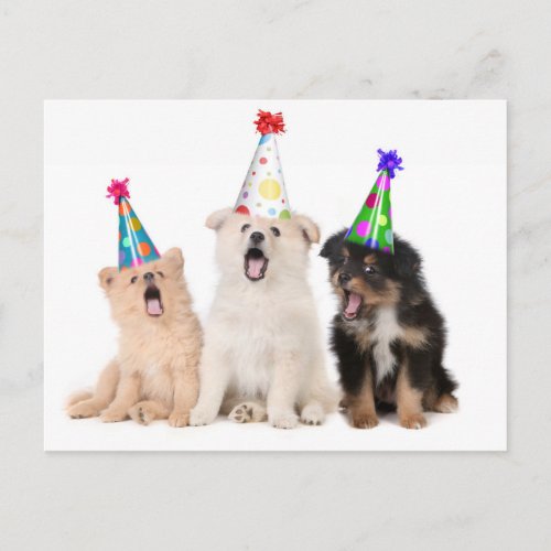 Happy birthday puppies postcard