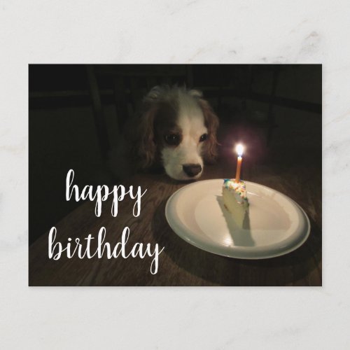 Happy Birthday Puppy  Postcard