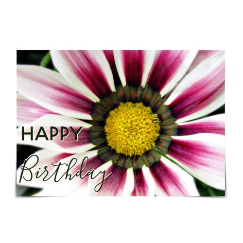 Happy Birthday Purple Gazania Flower Card