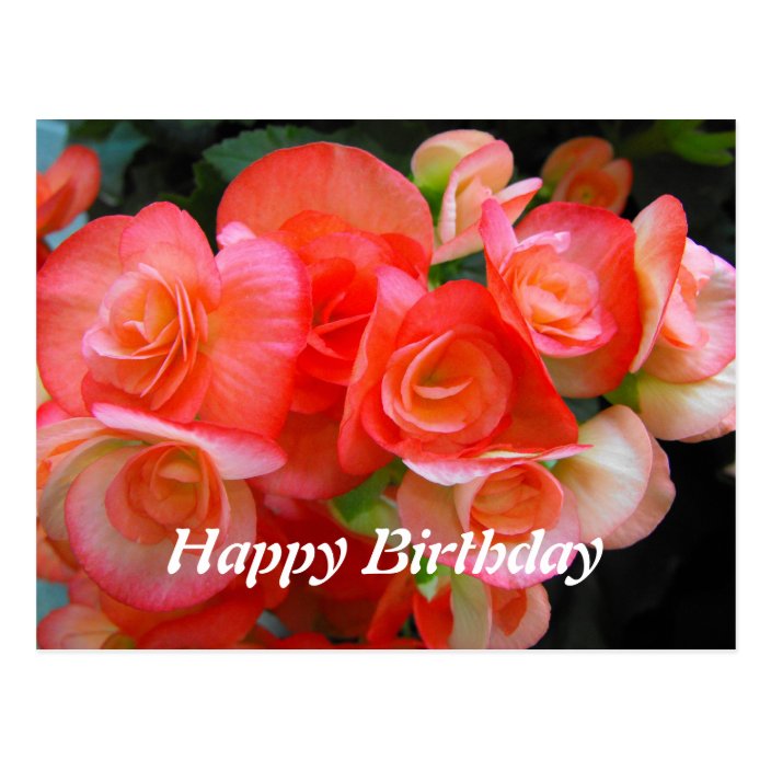 Happy Birthday Red Begonia Flowers Postcard Zazzle Com