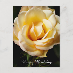 Happy Birthday Rose Postcard