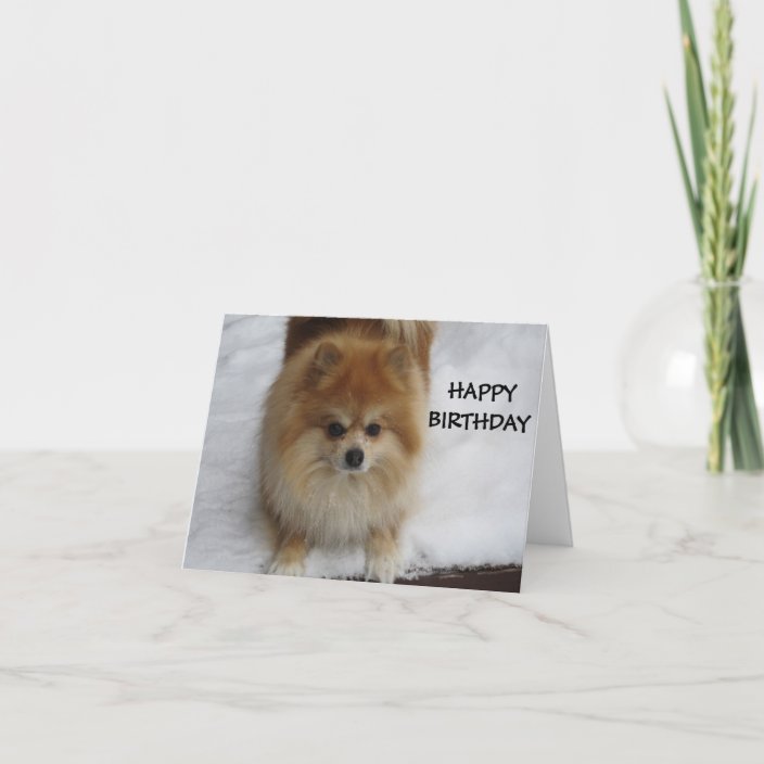 happy birthday pomeranian