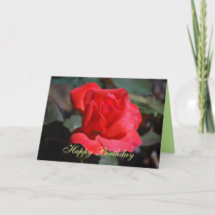Happy Birthday Scarlet Rose Card