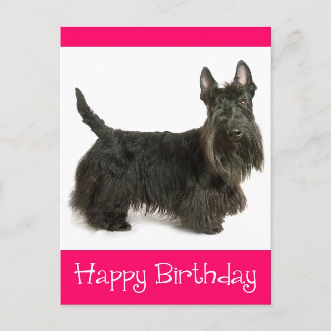 Happy Birthday Scottish Terrier Puppy Postcard (Front)